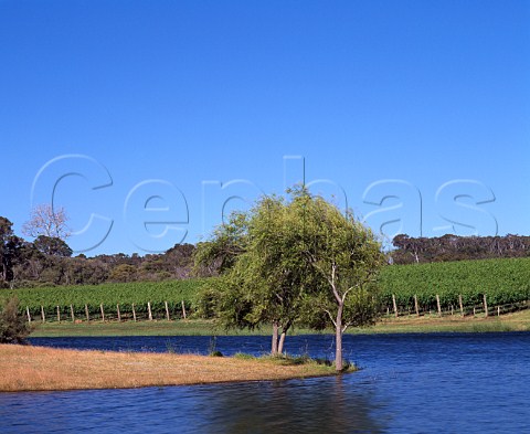 Brookland Valley vineyards Wilyabrup   Western Australia  Margaret River