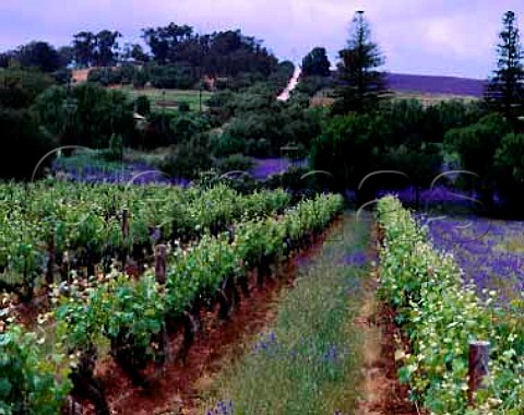 Spring flowers in the vineyards of Wendouree   Cellars near Clare South Australia  Clare Valley