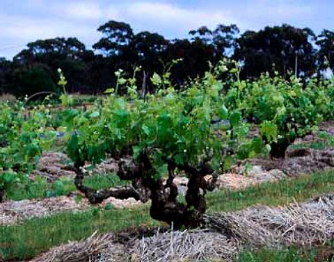 Shiraz vines  over 100 years old  in vineyard of   Wendouree Cellars near Clare South Australia    Clare Valley