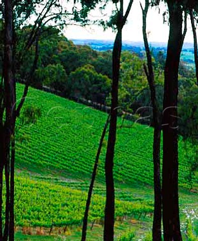 Coldstream Hills vineyards Coldstream Victoria   Australia Yarra Valley