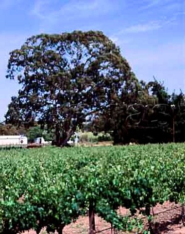 Rockford vineyards Tanunda South Australia    Barossa Valley