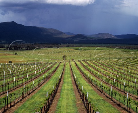 Vineyards of Mount Langi Ghiran in spring Near Ararat Victoria Australia Grampians