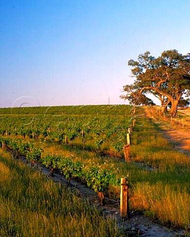 Henschke Eden Valley Vineyard South Australia    Eden Valley