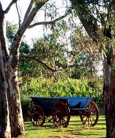 Old wagon in grounds of St Hallett Wines   Tanunda South Australia    Barossa Valley