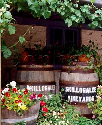 Old barrels outside the winery of Skillogalee   Vineyards Sevenhill South Australia   Clare   Valley