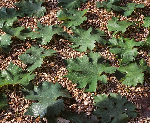 Propagation of vine cuttings in the nursery of Yalumba Eden Valley South Australia