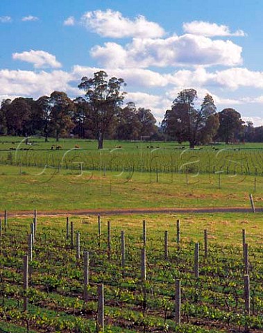 Whitlands Vineyard of Brown Brothers 50km south of   their Milawa winery at an altitude of around 750m in   the Great Dividing Range  Victoria Australia  King Valley
