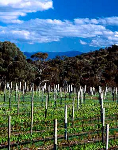Whitlands Vineyard of Brown Brothers is 50km south   of their Milawa winery at an altitude of around 750m   in the Great Dividing Range  Victoria Australia