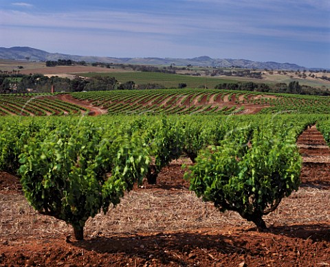 Old bush vines in vineyard above Seppeltsfield South Australia    Barossa Valley