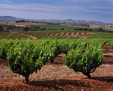 Bush vines new arrivals