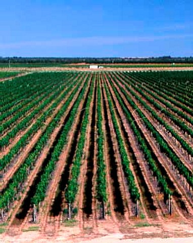 Lindemans Karadoc vineyards Victoria Australia     Murray River Valley