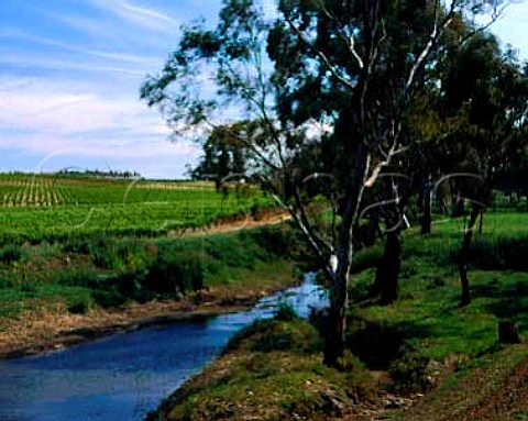 Vineyard by stream near Seppeltsfield   South Australia    Barossa Valley