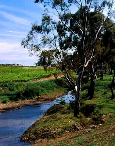Vineyard by stream near Seppeltsfield South   Australia  Barossa Valley