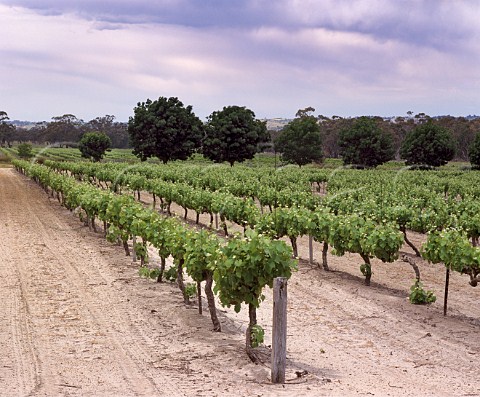Penfolds Kalimna Vineyard  noted for its Shiraz a component of Grange   Nuriootpa South Australia Barossa Valley