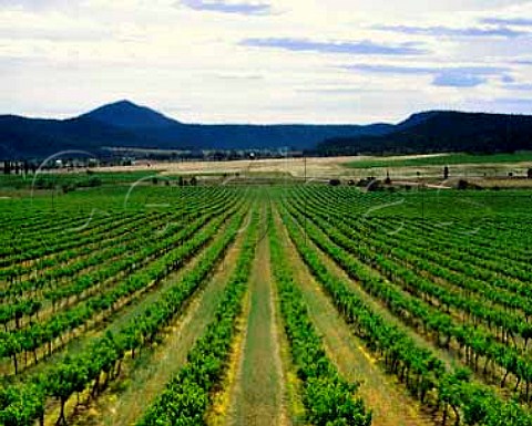 Rosemounts Giants Creek vineyard   New South Wales Australia   Upper Hunter Valley