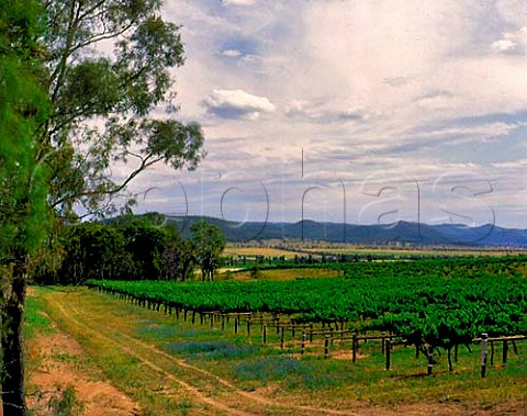 Rosemounts Giants Creek vineyard New South Wales   Australia Upper Hunter Valley