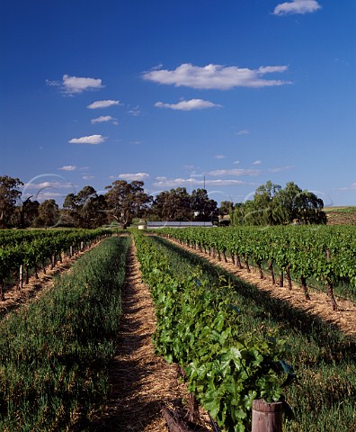 Vineyard of St Hallett at Tanunda South Australia   Barossa Valley
