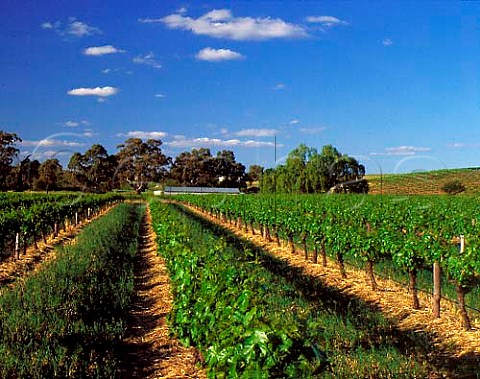 Vineyard of StHallett Tanunda South Australia   Barossa Valley