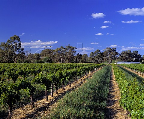 Vineyard of St Hallett Tanunda South Australia   Barossa Valley