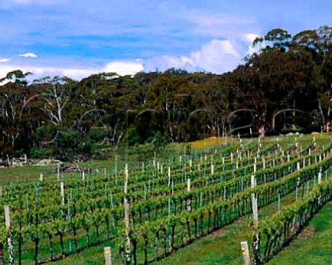 Cobaw Ridge vineyard near Kyneton Victoria   Australia  Macedon