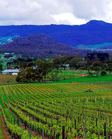 Hanging Rock vineyards near Kyneton Victoria   Australia  Macedon Ranges