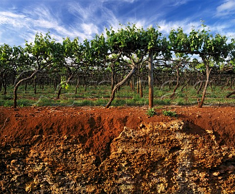 Soil profile in vineyard at Coonawarra showing the famous Terra Rossa soil clay loam on a limestone base    South Australia