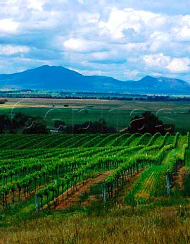 Montara Vineyards near Ararat Victoria Australia   Grampians