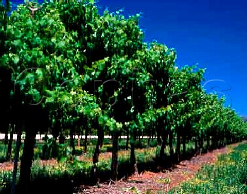Vineyard of Trentham Estate Trentham Cliffs New   South Wales Australia Murray River Valley