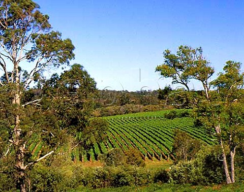 Brookland Valley vineyard Wilyabrup Western   Australia  Margaret River