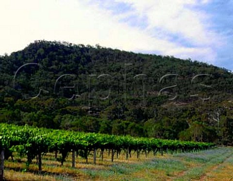 Rosemounts Giants Creek vineyard near Denman New   South Wales Australia Upper Hunter Valley