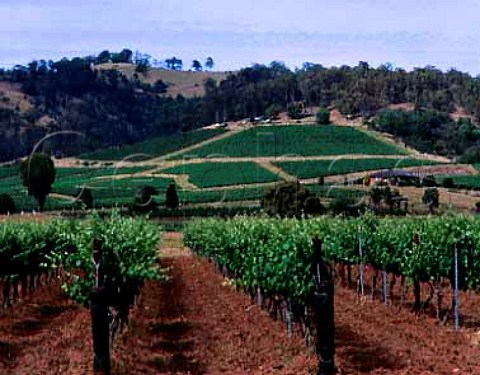 Lindemans vineyard Pokolbin New South Wales   Australia Lower Hunter Valley