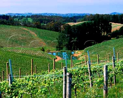 Tim Knappsteins Lenswood Vineyard Lenswood South   Australia Adelaide Hills