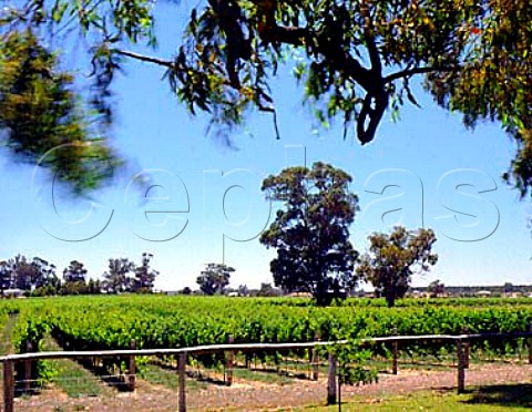 Peel Estate vineyard Baldivis Western Australia   SouthWest Coastal Plain