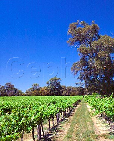 Peel Estate vineyard Baldivis Western Australia   SouthWest Coastal Plain