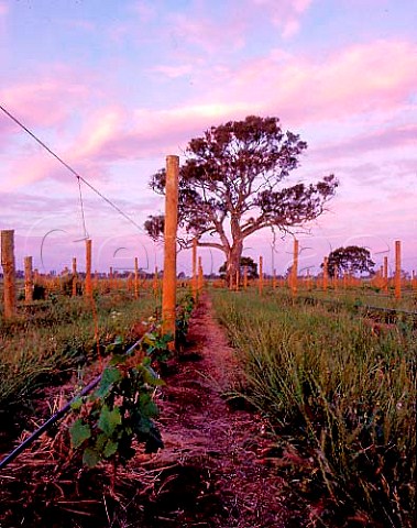 Dusk falls on new vineyard at Wrattonbully  a   recently established region just to the north of   Coonawarra South Australia