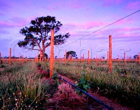 Dusk falls on new vineyard at Koppamurra   South Australia  Wrattonbully