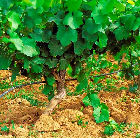 Drip irrigation pipe in ungrafted vineyard of Los   Vascos Peralillo Chile