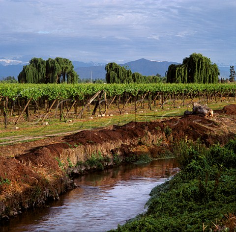 Irrigation canal alongside vineyard of   Via San Pedro Molina Chile