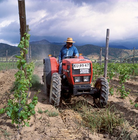 Ploughing up weeds in vineyard in the Casablanca   Valley Chile