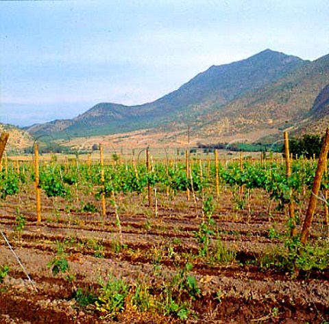 Vineyards of Santa Rita in the Maipo Valley near   Santiago Chile Grapes from here are also used by   Carmen a new company owned by Santa Rita