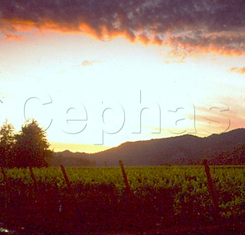 Sunset over vineyards of Vina San Pedro at Lontue   200km south of Santiago Chile
