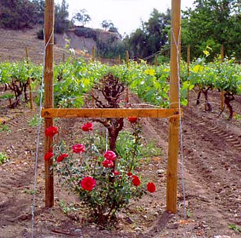 Vineyard of Errazuriz in the Aconcagua Valley   north of Santiago Chile