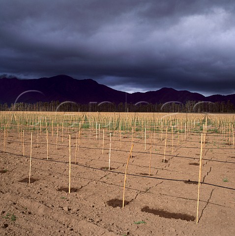 Drip irrigation in new vineyard of Errazuriz in the  Casablanca Valley Chile