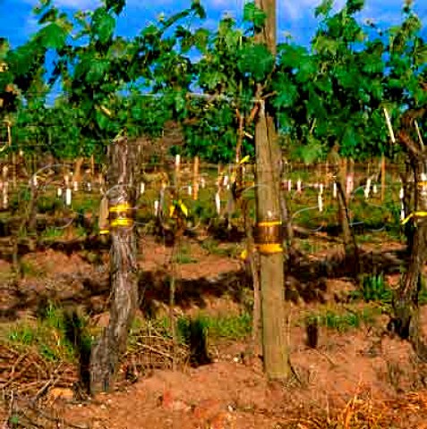 Layering method of vine propagation A cane from the mother vine is bent over and planted to form its own roots and become an independent vine Once established it is seperated from the mother vine This technique may be used to double vine density but is only possible with ungrafted vines Vina San Pedro Molina Chile