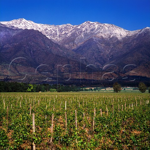 Vineyard of Cousino Macul with the Andes beyond    Santiago Chile  Maipo Valley