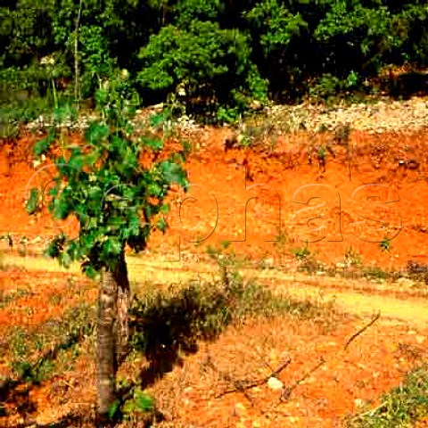 Vineyard at Mas de Daumas Gassac planted mainly   with Cabernet Sauvignon showing the red glacial   powder soil unique to this property Aniane Hrault   France