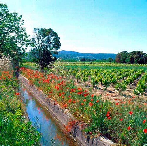 Vineyards and irrigation ditch near Aniane     Hrault France  Coteaux du Languedoc