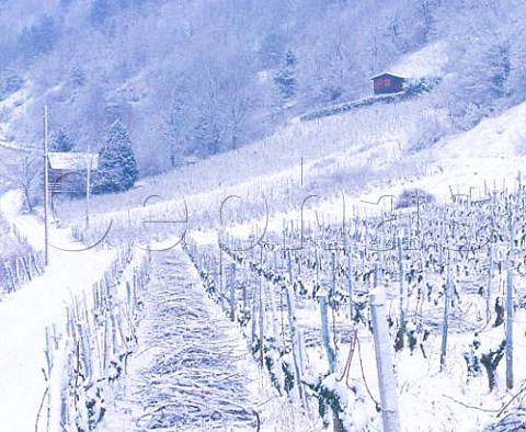 Snow on vineyard at Jongieux Savoie France   All vineyards around the village have the   AC Vin de SavoieJongieux whilst the best parcels   as here can also be classified as Roussette de   SavoieMarestel