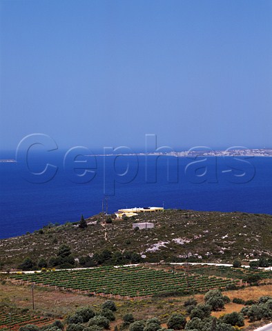 Gentilini vineyards near Argostoli Cephalonia   Ionian Islands Greece