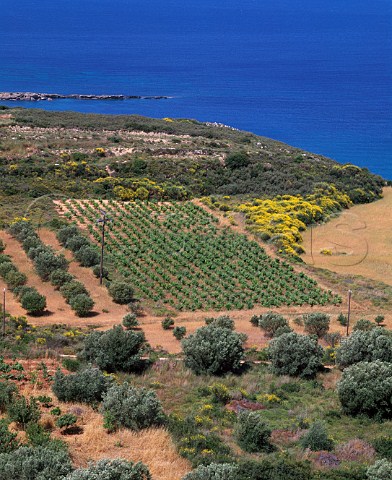 Gentilini vineyard near Argostoli Cephalonia   Ionian Islands Greece